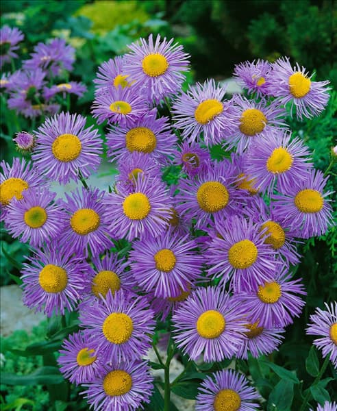 ERIGERON SPECIOSUS GRANDIFLORA