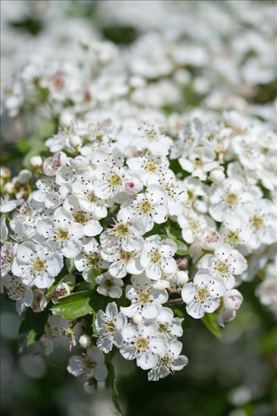 Crataegus laevigata