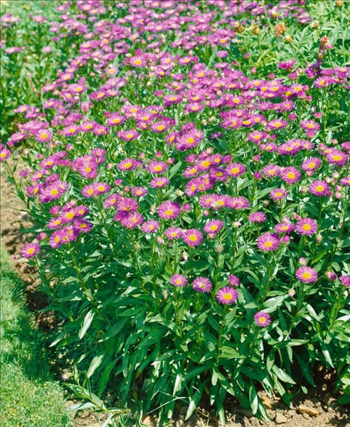 ERIGERON SPECIOSUS