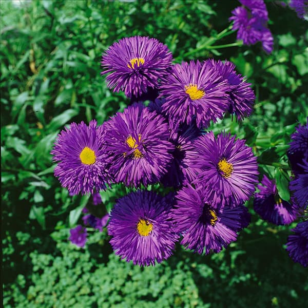 ERIGERON SPECIOSUS SCHWARZES MEER