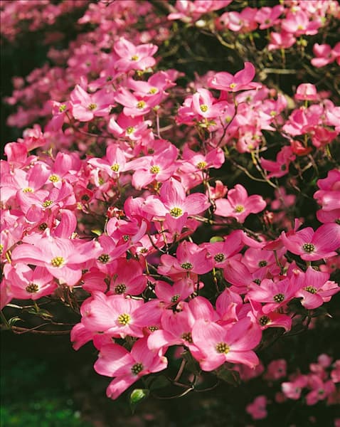 Cornus florida var. rubra