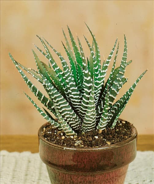 HAWORTHIA