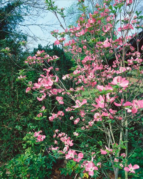 Cornus florida var. rubra
