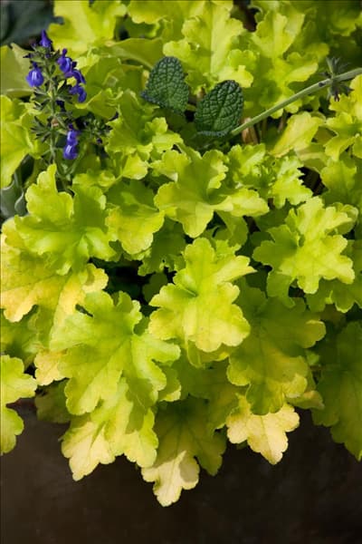 Heuchera Lime Marmalade