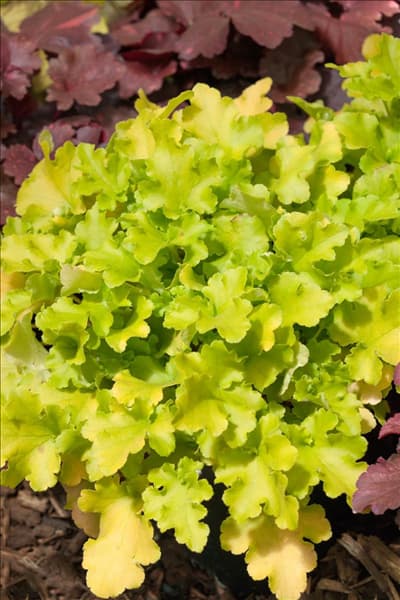 Heuchera Marmalade Series ™ Lime Marmalade