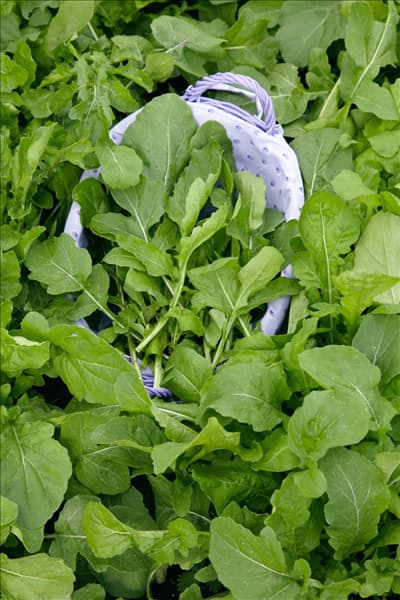 Eruca sativa Poker