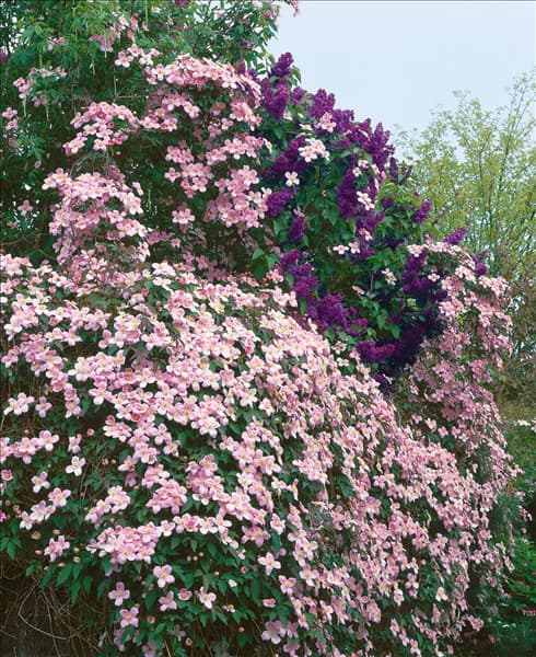 Clematis montana Tetrarose