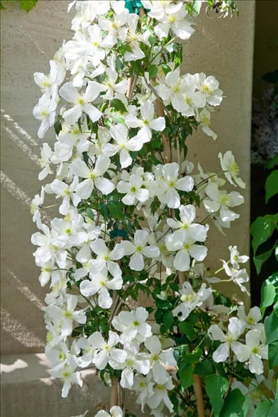 Clematis montana var. grandiflora