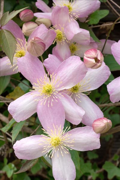 Clematis montana var. rubens