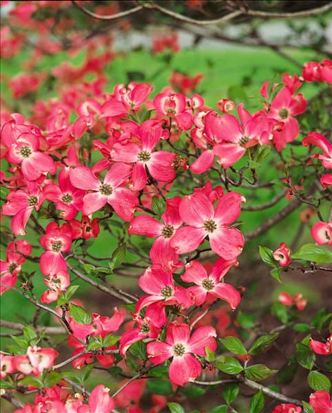Cornus florida Cherokee Chief