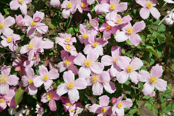 Clematis montana var. rubens