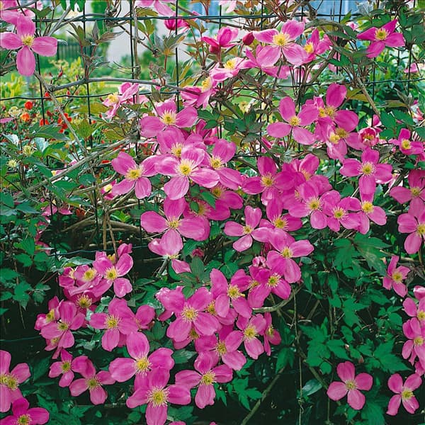 CLEMATIS MONTANA TETRAROSE