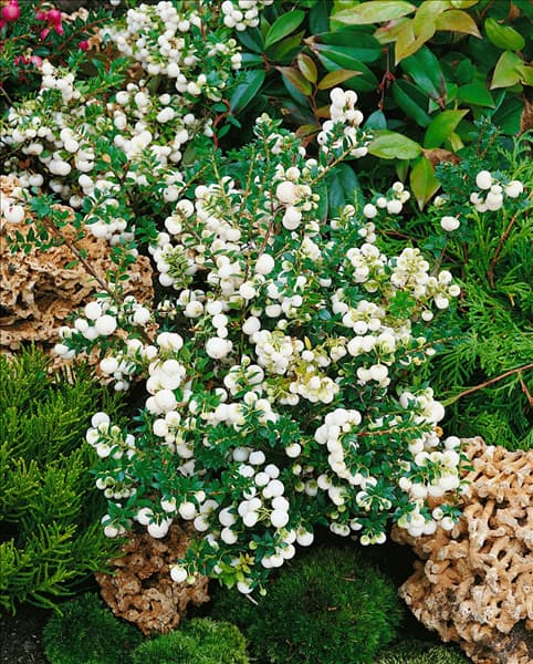 Gaultheria mucronata Alba