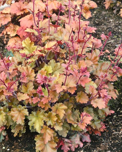 Heuchera Marmelade