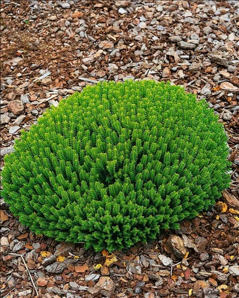 Hebe buxifolia Nana