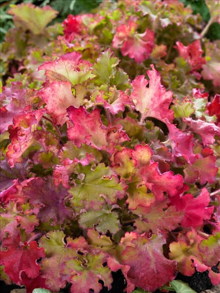 Heuchera Marmelade