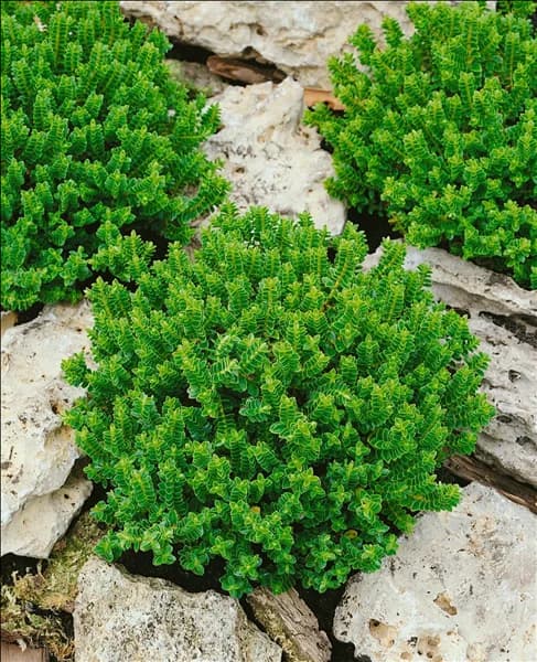 Hebe buxifolia Nana