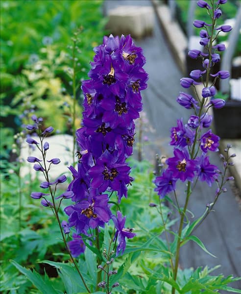 DELPHINIUM PACIFIC GIANT BLACK KNIGHT