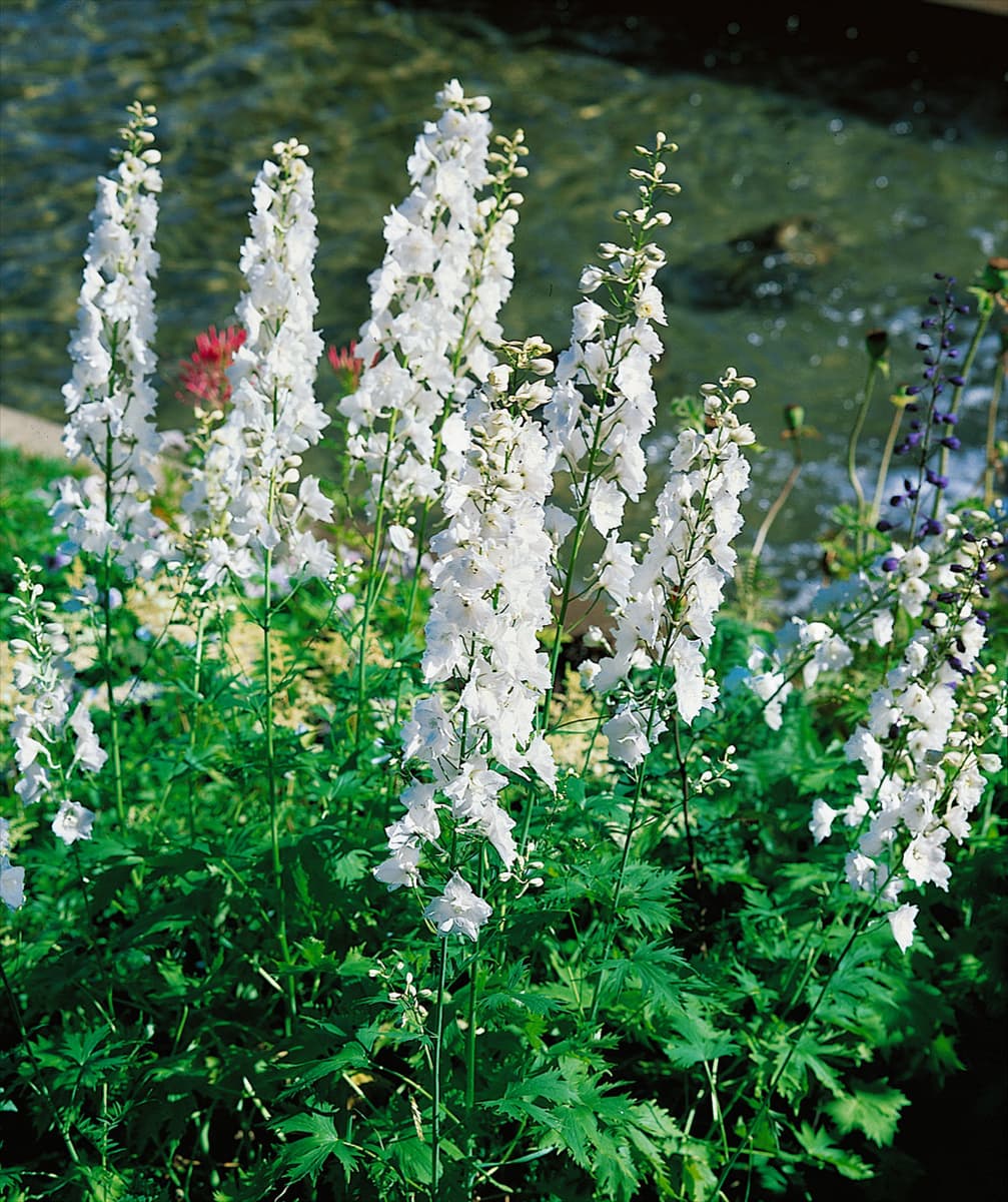 Delphinium Galahad