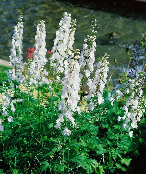 Delphinium Galahad