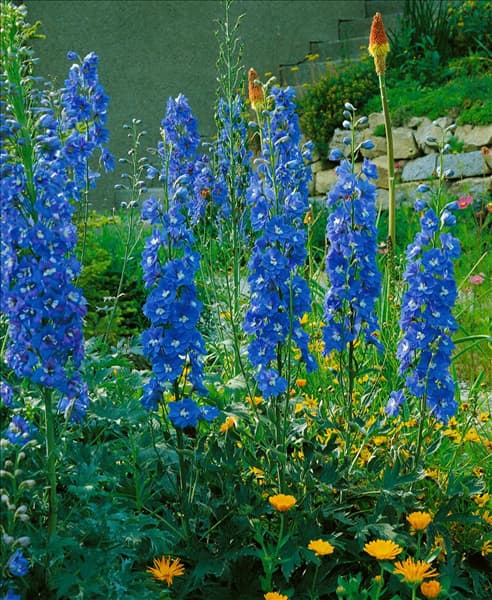 Delphinium Pacific-Grp. King Arthur