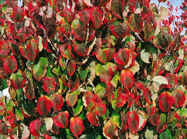 Cornus florida Rainbow im Herbst