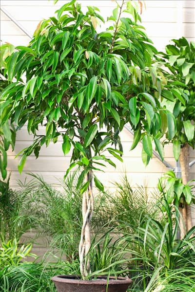 Ficus binnendijkii Amstel King