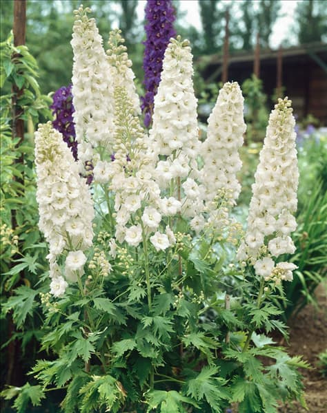 Delphinium Galahad
