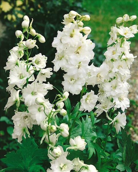 Delphinium Galahad