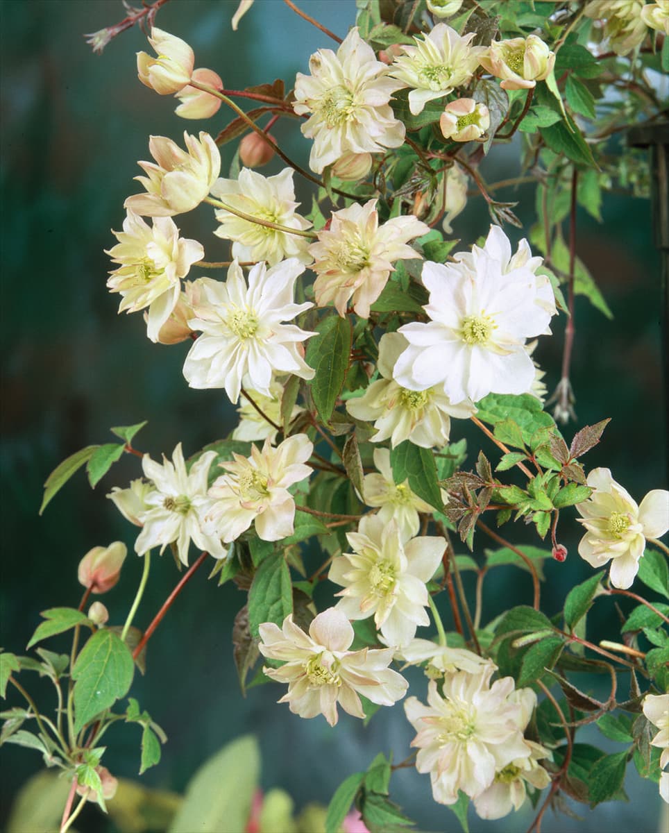 Clematis montana Laura