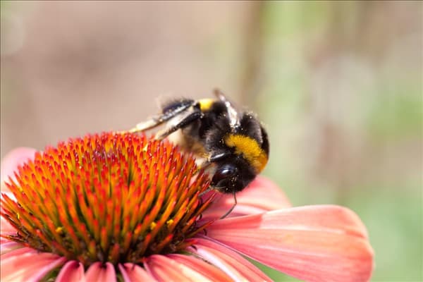Bombus on Echinacea Katie Saul