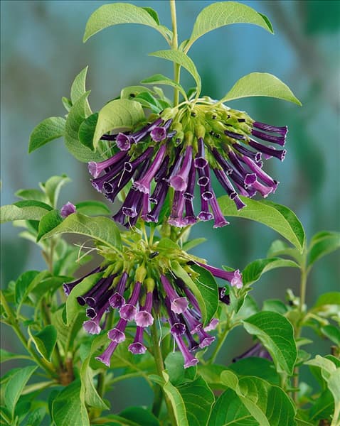 IOCHROMA CYANEUM / DETAIL