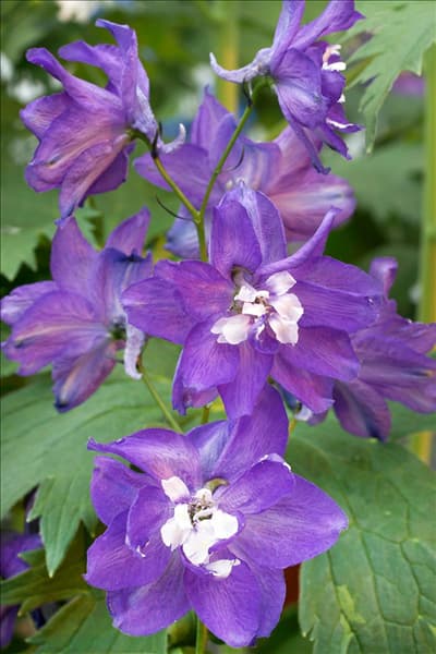 Delphinium Pacific-Grp. King Arthur