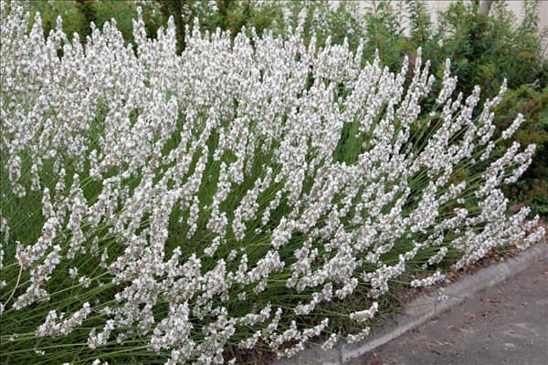 Lavandula x intermedia Edelweiss