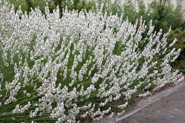 Lavandula x intermedia Edelweiss