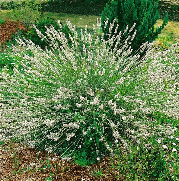 Lavandula x intermedia Edelweiss