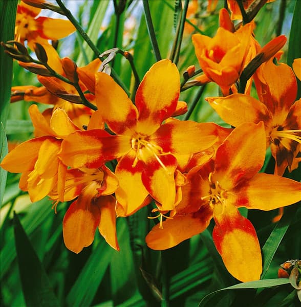 Crocosmia x crocosmiiflora Emely Mckenzie