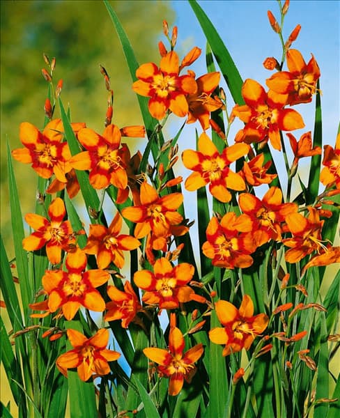 Crocosmia x crocosmiiflora Emely Mckenzie