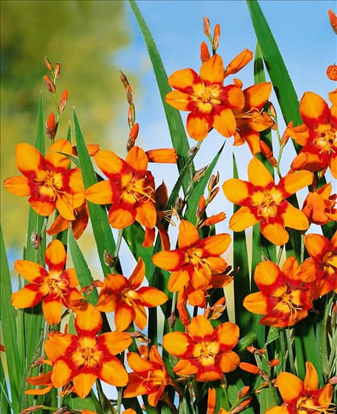 Crocosmia x crocosmiiflora Emely Mckenzie