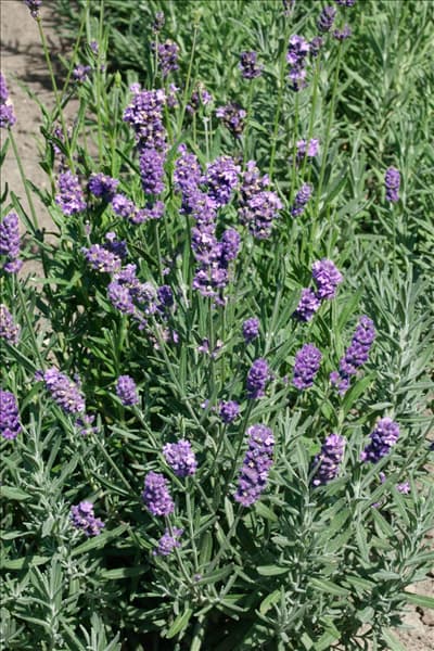 Lavandula x intermedia Fred Boutin