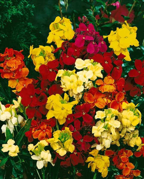 Erysimum cheiri mixed