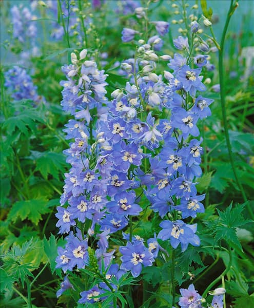 DELPHINIUM SUMMER SKIES