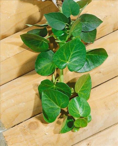 HEDERA HELIX TYPE ARBORESCENS