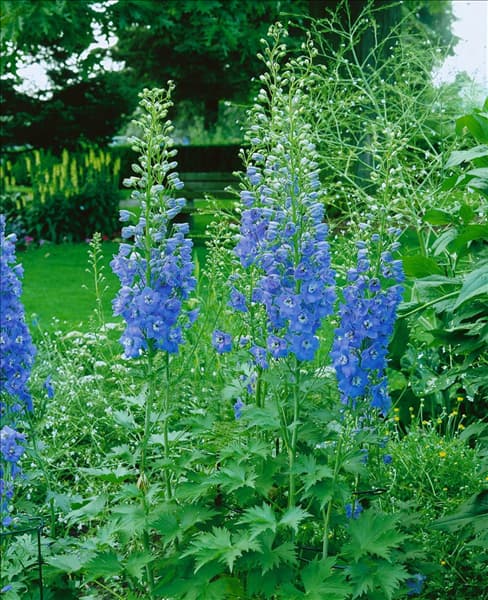DELPHINIUM SUMMER SKIES