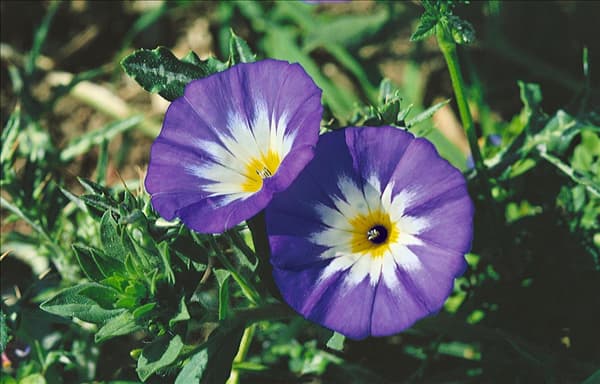 Ipomoea tricolor