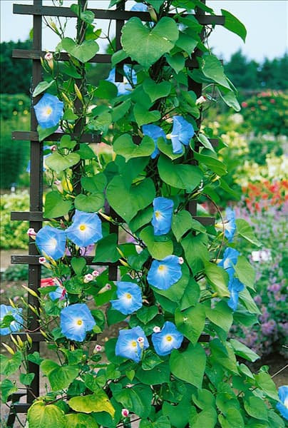 Ipomoea tricolor