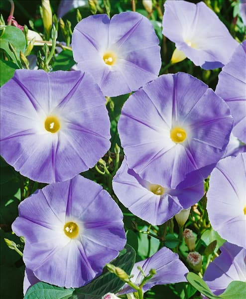 Ipomoea tricolor