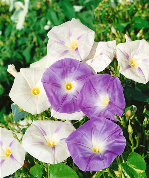Ipomoea tricolor mixed