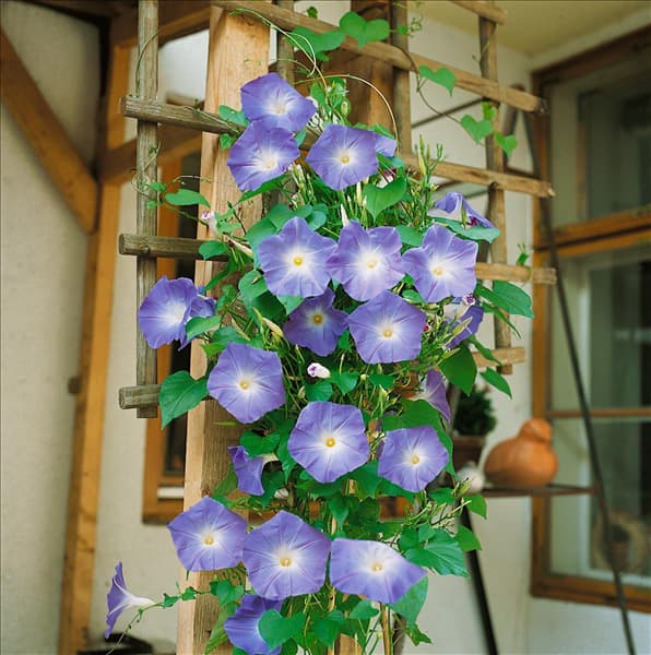 Ipomoea tricolor blue