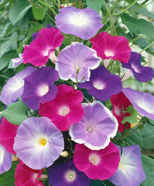 IPOMOEA TRICOLOR EARLY CALL MIXED